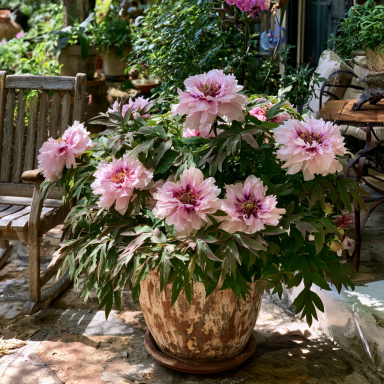 Cora Louise Itoh Peony: 3-5 Eye Bareroot-- Great for Fall or Spring Planting!